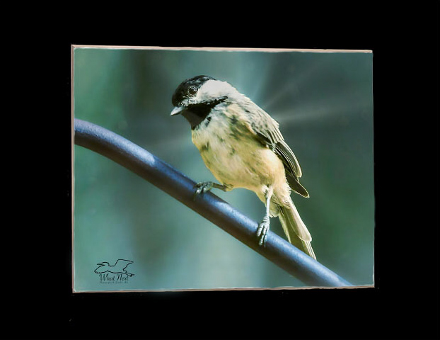 A Long Hard Look  4x6 Print picture