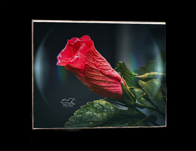 Bubble Hibiscus   5x7 Print picture