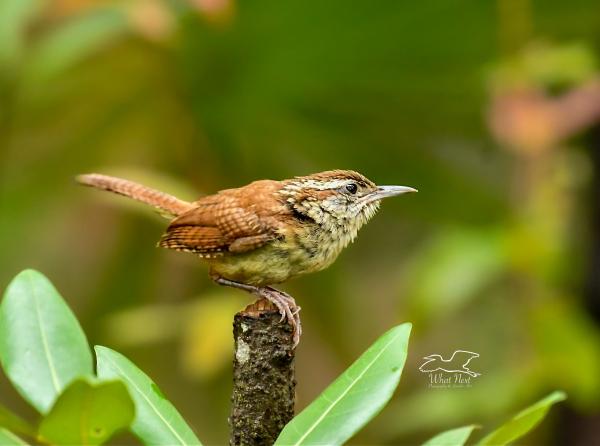 Poised for Action  5x7 Print