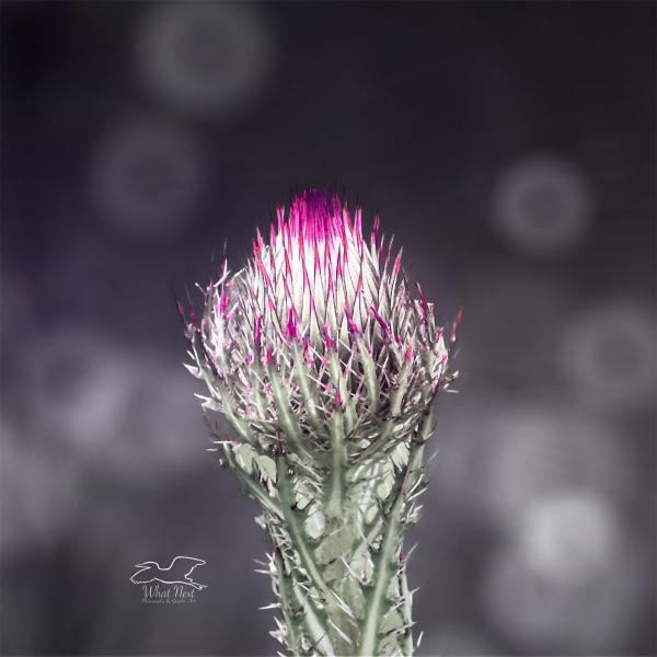 Color Burst  5x7 Print