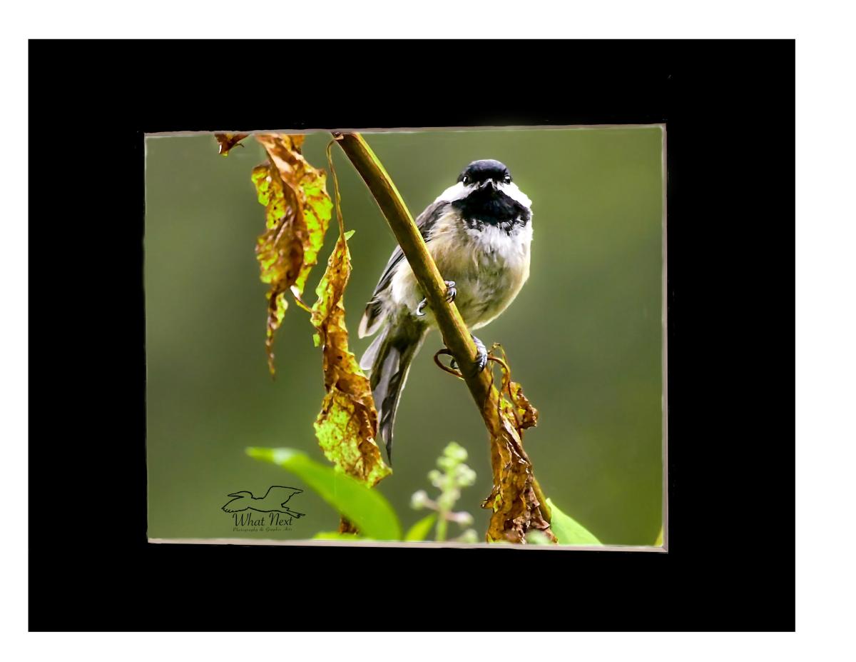 Sunlit Sunday Afternoon 5x7 Print picture