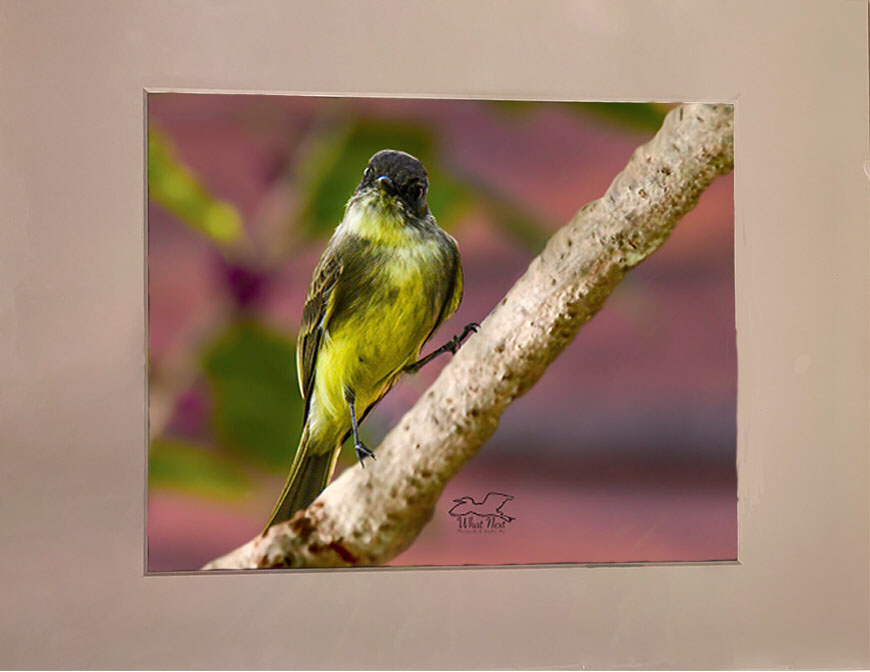 First Phoebe   5x7 Print picture