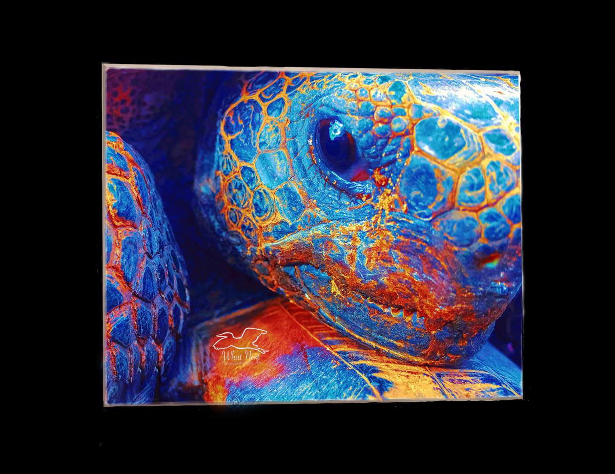 Face of a Tortoise  4x6 Print picture