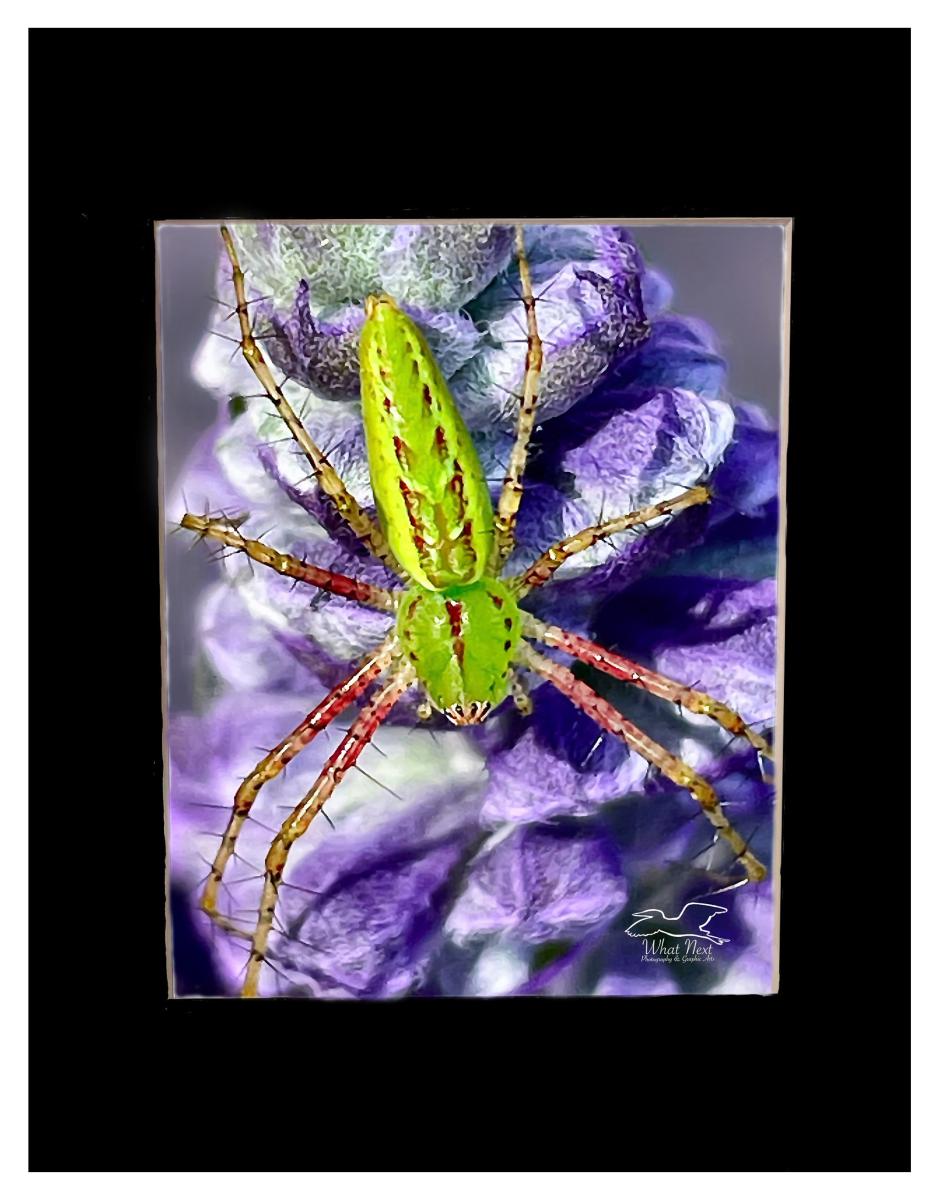 Summer Vibrance 4x6 Print picture