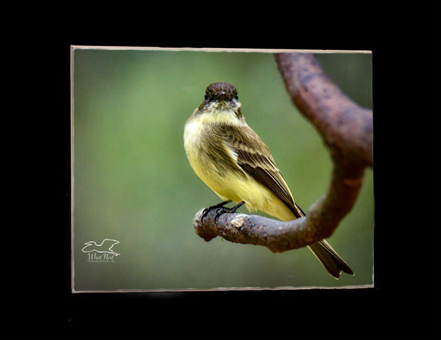 Dignified Phoebe   5x7 Print picture