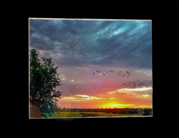 Dawn Migration   4x6 Print picture