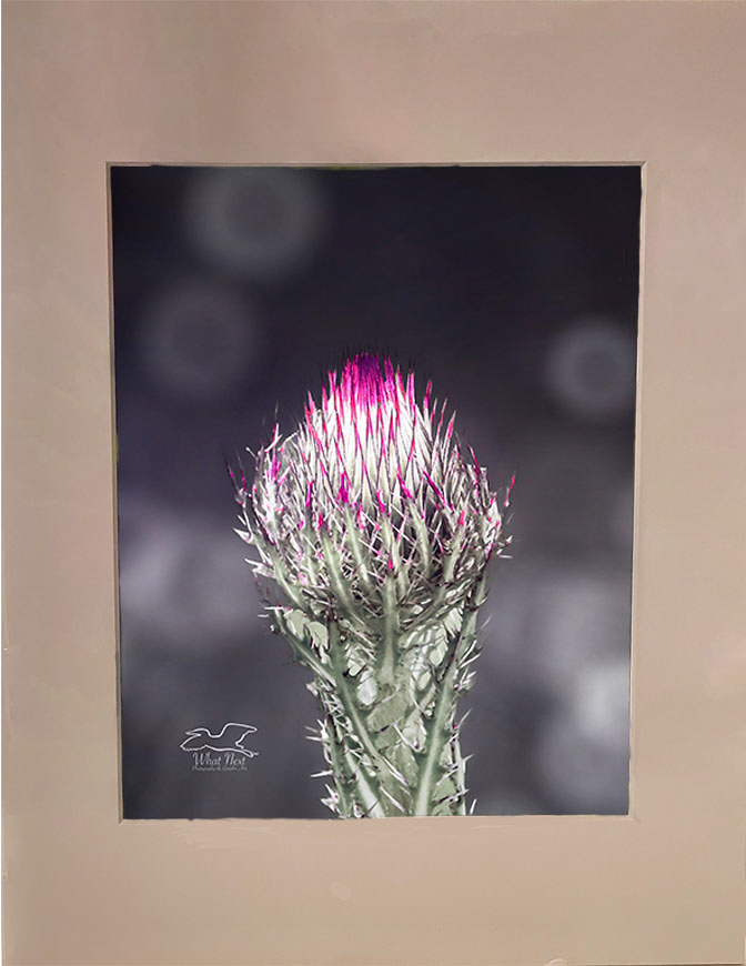 Color Burst  4x6 Print picture