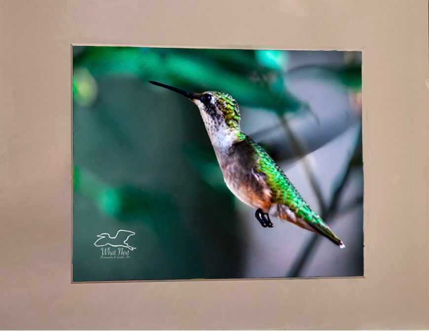 Glistening Greens   8x10 Print picture