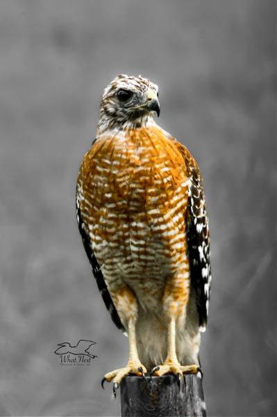 Majestic Presence  8x10 Print