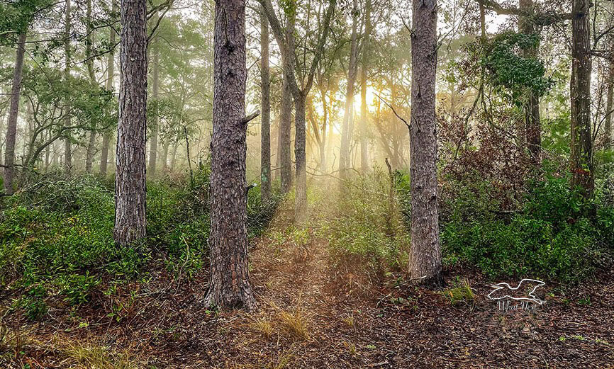 Mists of Morning  5x7 Print