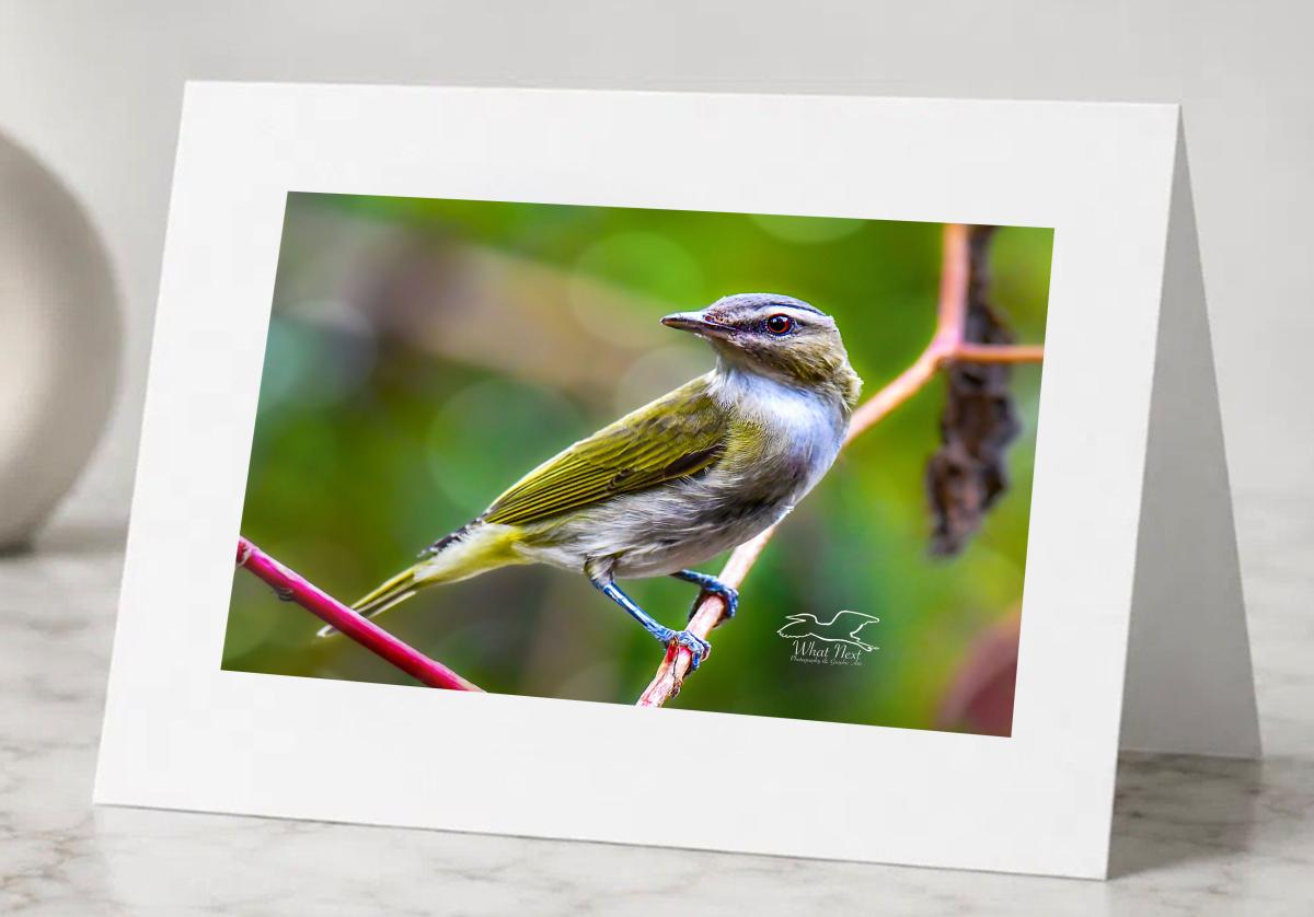 Red Eyed Vireo   Greeting Cards picture