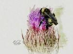 Bristles and Prickles  8x10 Print