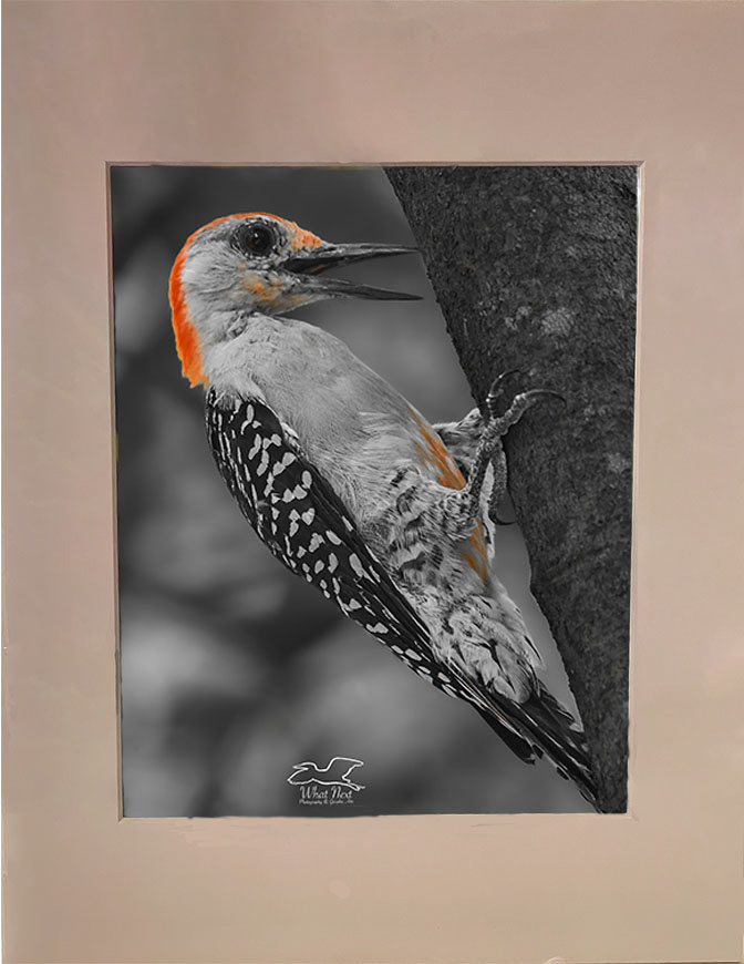 Zest for Life   5x7 Print picture