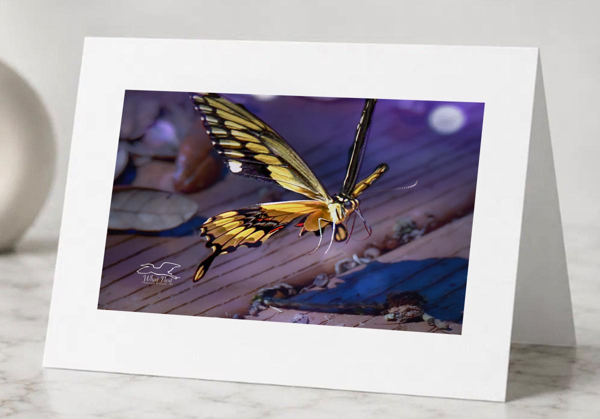 Fall Flutters   Greeting Cards picture