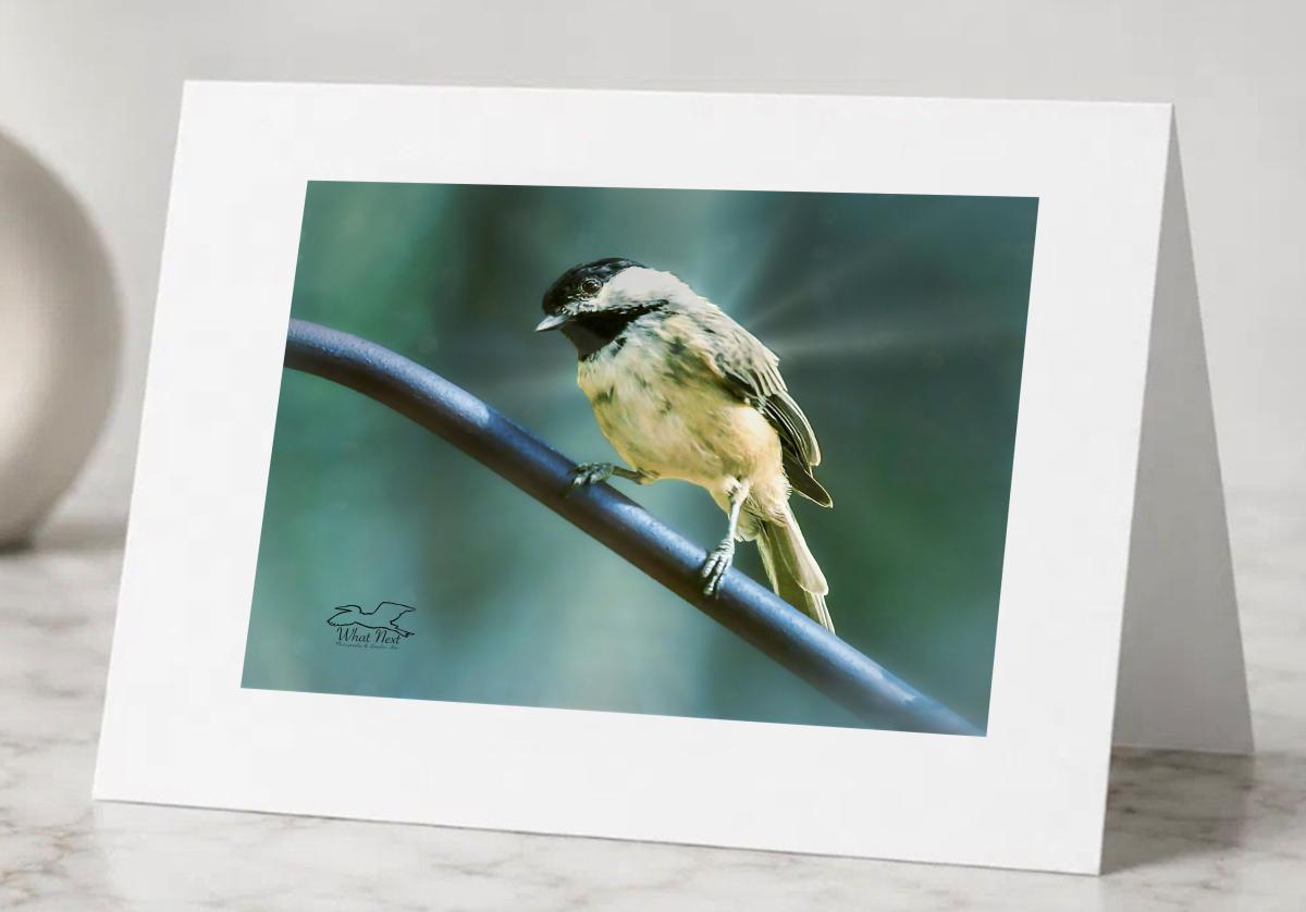 A Long Hard Look  Pack of 5 Greeting Cards picture