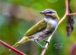 Red Eyed Vireo   Greeting Cards