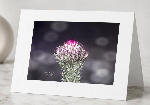 Color Burst - Greeting Cards Pack of 5