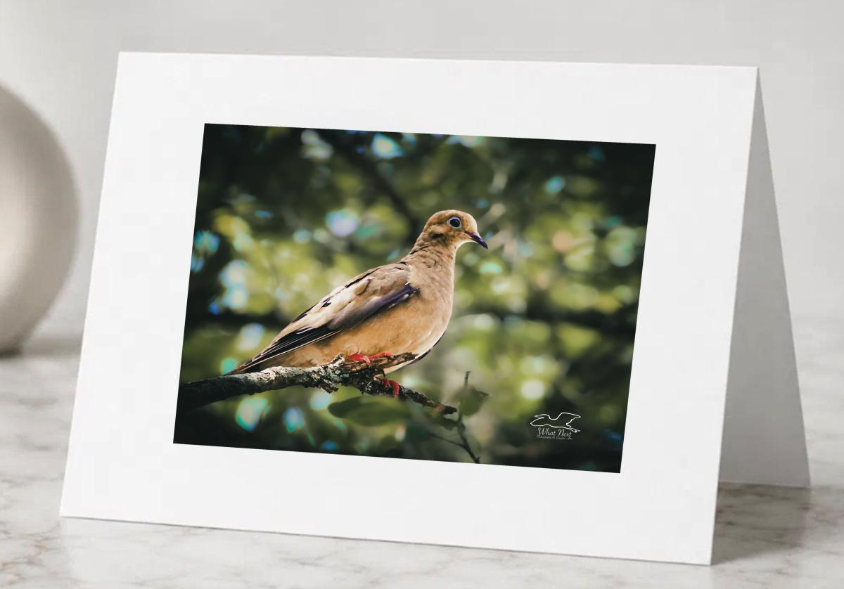 Peacefully Perched   Pack of 5 Greeting Cards picture