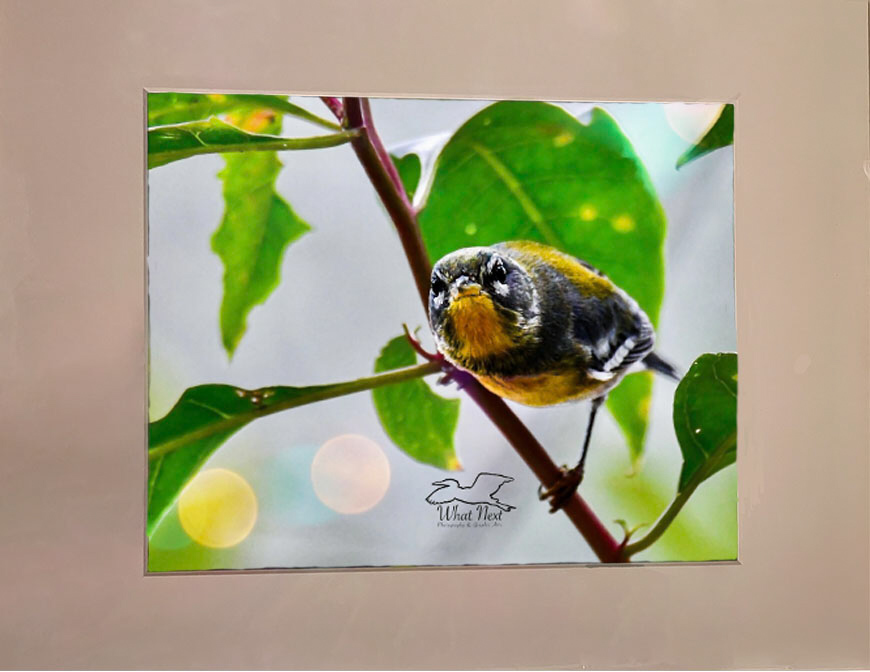 The View From Within   4x6 Print picture