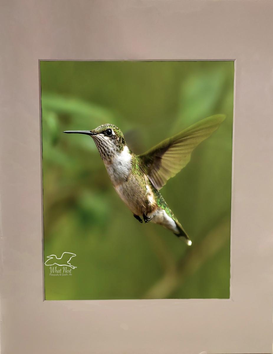 Floats Like a Butterfly, Sounds Like a Bee  4x6 Print picture