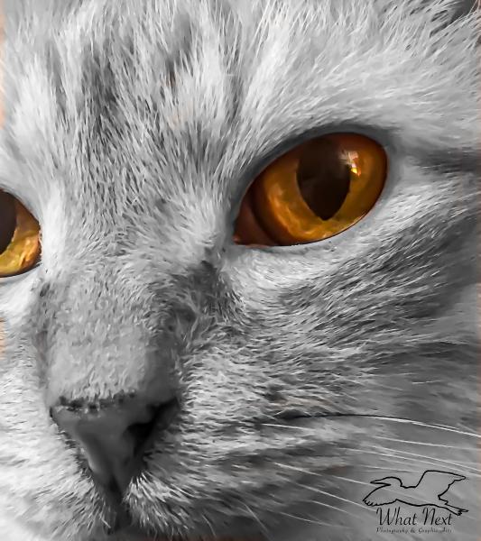 Mac&rsquo;s Eyes   8x10 Print