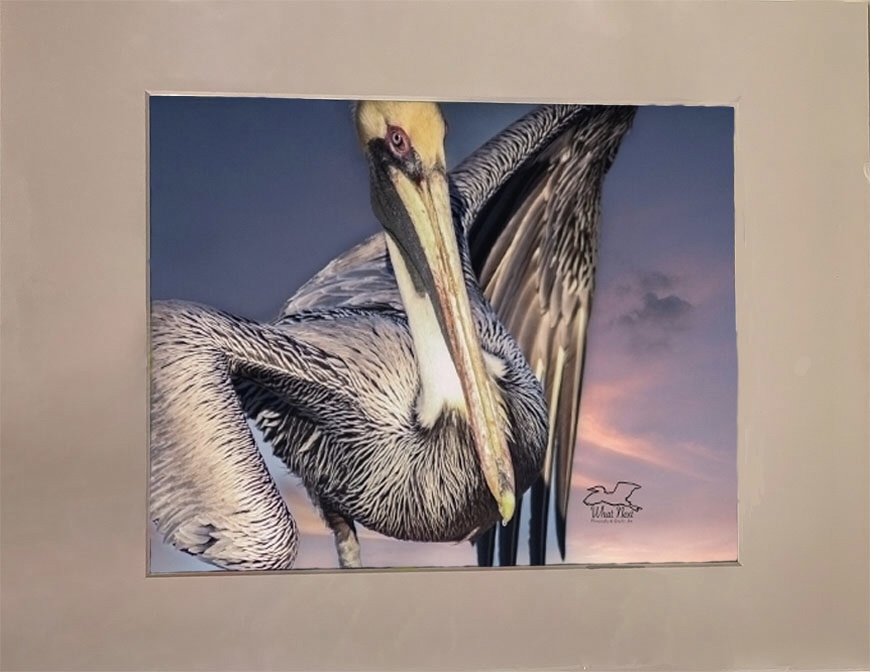 Pelican Clown  5x7 Print picture
