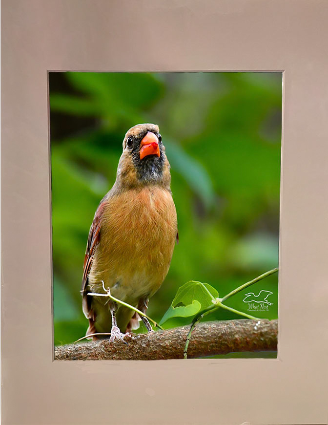 Just Kissed   4x6 Print picture