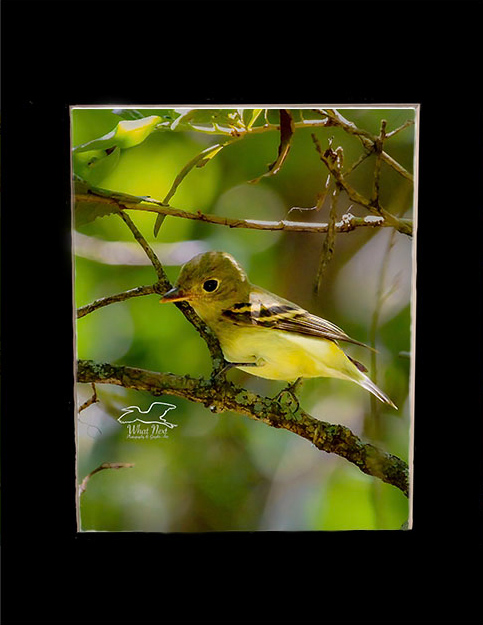 Acadian Flycatcher   5x7 Print picture