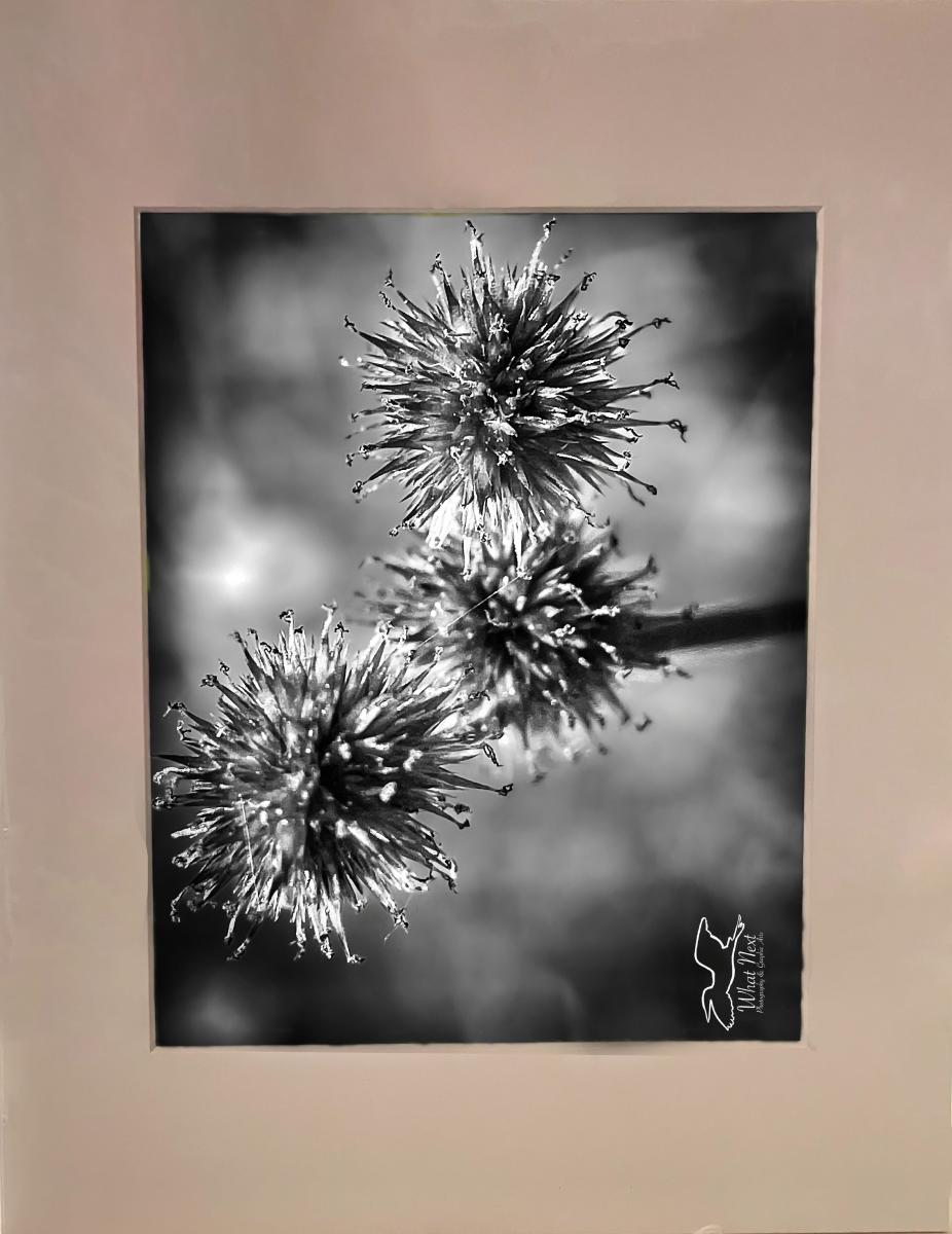 Rush Black & White 8x10 Print picture