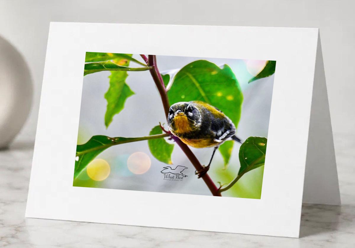 The View From Within   Pack of 5 Greeting Cards picture