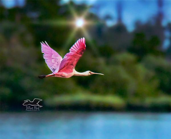 Pink Wings   Set of 5 Greeting Cards