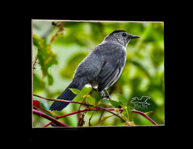 Berry Bird   5x7 Print picture