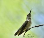 Prime of Life  8x10 Print