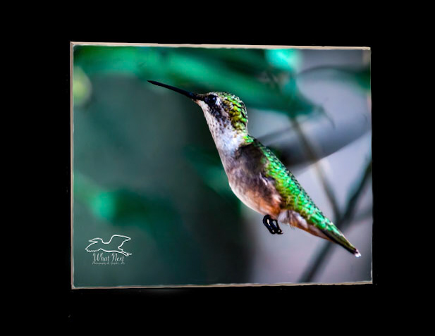 Glittering Greens   5x7 Print picture