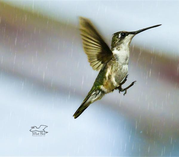 Humming in the Rain  4x6 Print