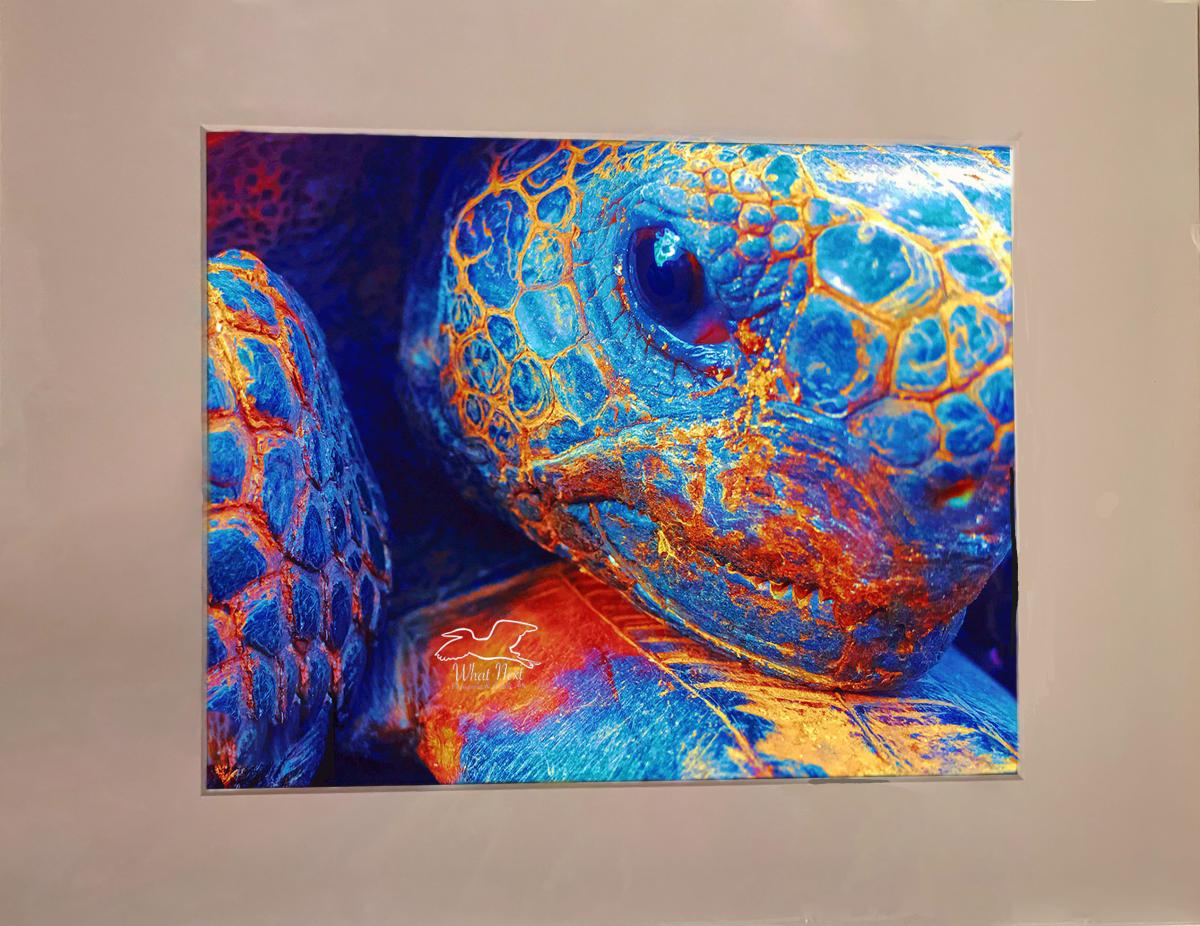Face of a Tortoise  4x6 Print picture