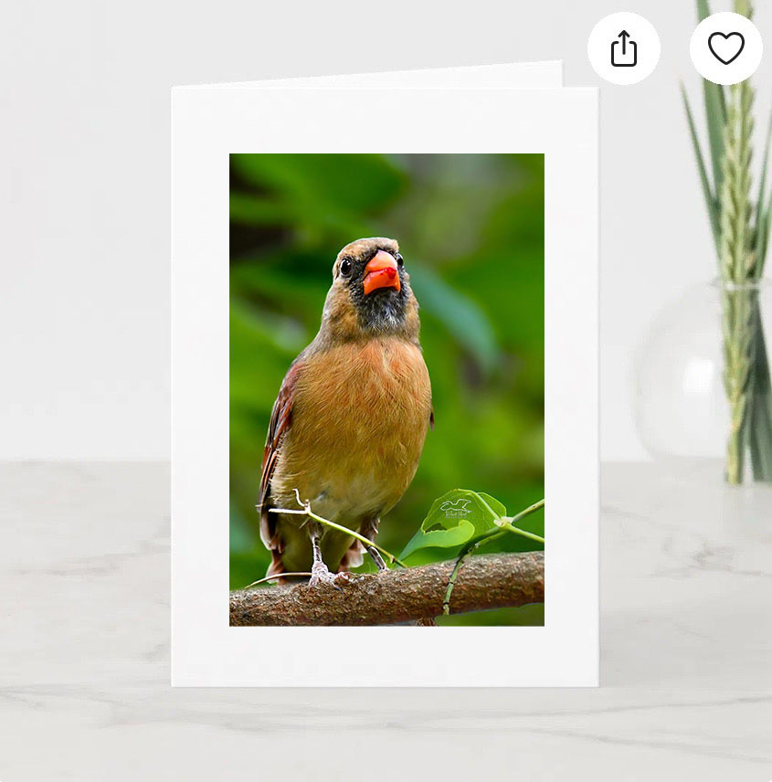Just Kissed   Pack of 5 Greeting Cards picture