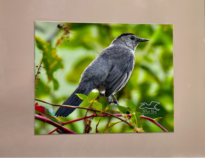 Berry Bird   5x7 Print picture