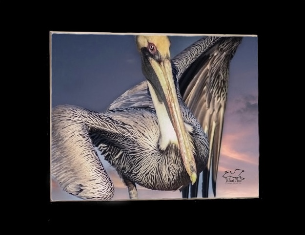Pelican Clown  4x6 Print picture