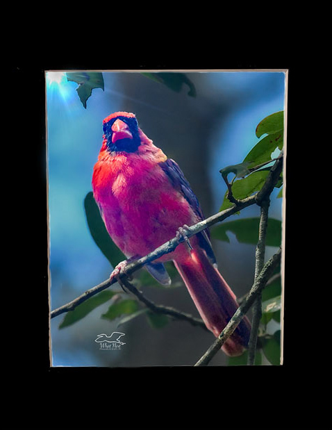Lustrous Cardinal  4x6 Print picture