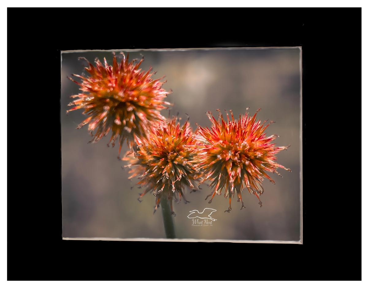 Rush 4x6 Print picture