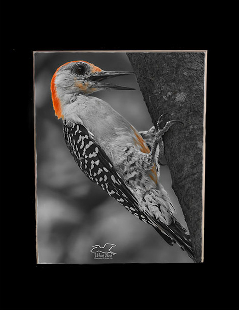 Zest for Life   5x7 Print picture