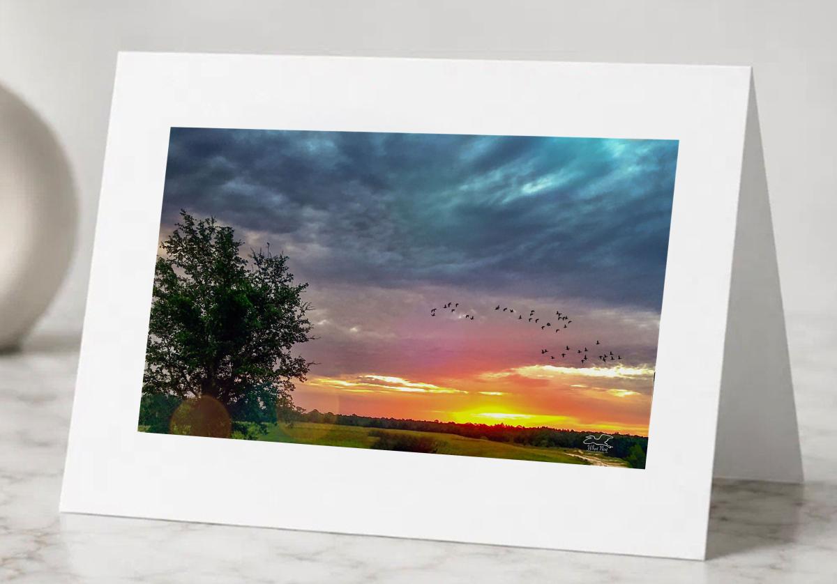 Dawn Migration   Pack of 5 Greeting Cards picture