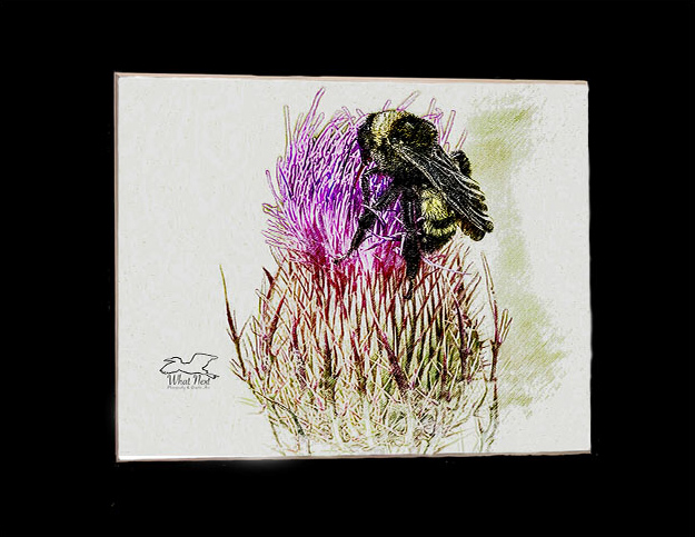 Bristles and Prickles  4x6 Print picture