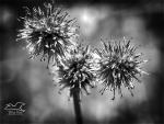 Rush Black & White 5x7 Print