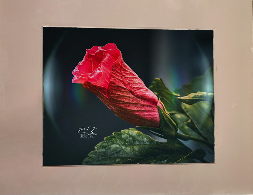 Bubble Hibiscus   4x6 Print picture