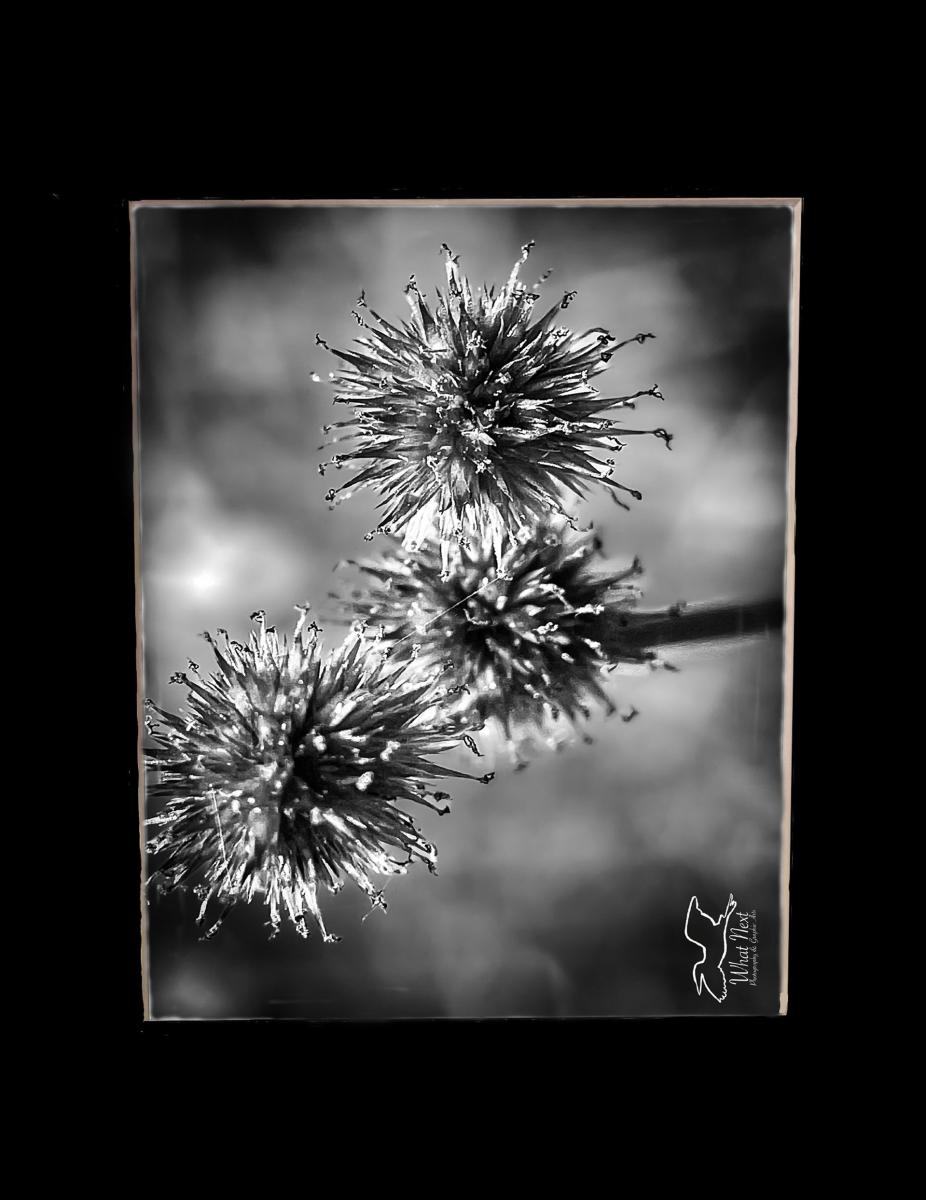 Rush Black & White 4x6 Print picture