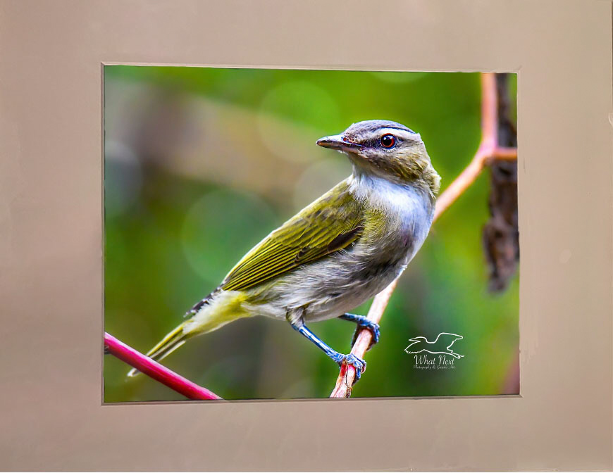 Red Eyed Vireo   4x6 Post picture