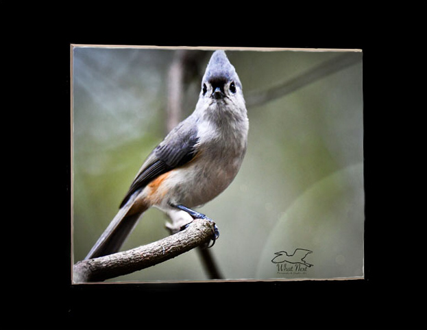 All Ears&hellip;and Crest   5x7 Print picture