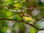 Acadian Flycatcher   Pack of 5 Greeting Cards